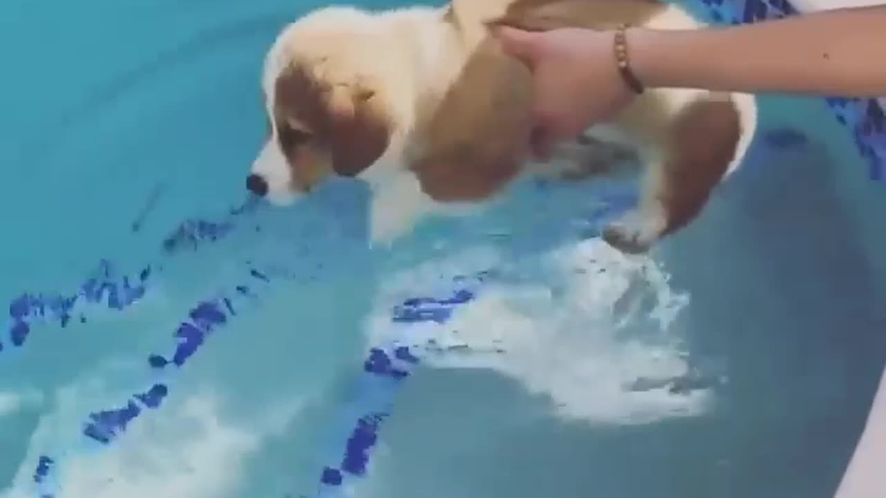 Fun in swimming pool 🐕