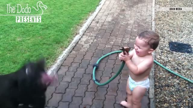 Babies Laughing At Pets