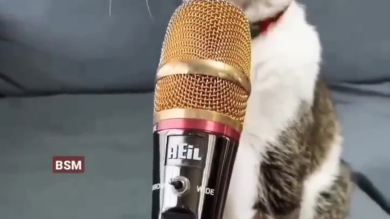 Cute cat singing 🐈🤩