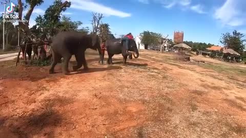 When your Bae is Jealous ♡ Cute Elephant crying