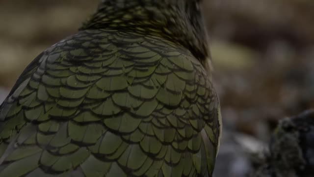 The Highly Intelligent New Zealand Alpine Parrot 🦜 - Smithsonian Channel