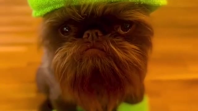 HAHAHA funny Cute dog