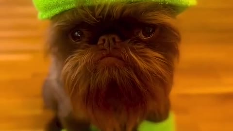 HAHAHA funny Cute dog