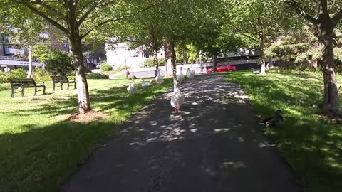Always seems to be at least a couple flapping their wings hello