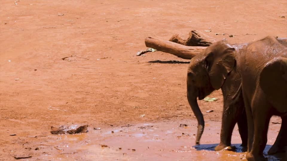 funny baby elephants