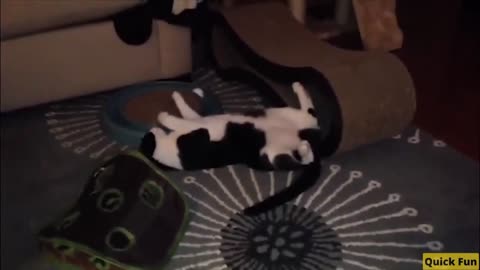 Dogs and Cats Very Funny Videos