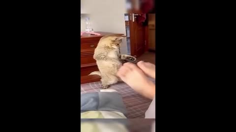 cats are so funny!!