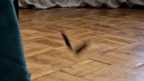 Cat play with its toy