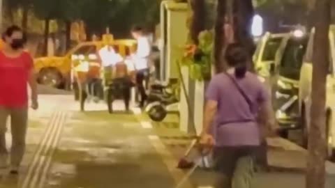 funny movement of cats `