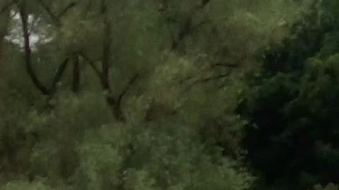 Bald Eagle video