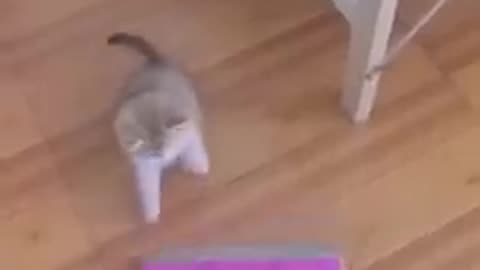 Funniest cat's and Dogs🐶🐕| Funny Animal Video
