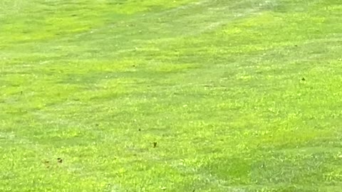 Bear Cubs Play Capture the Flag on Golf Green