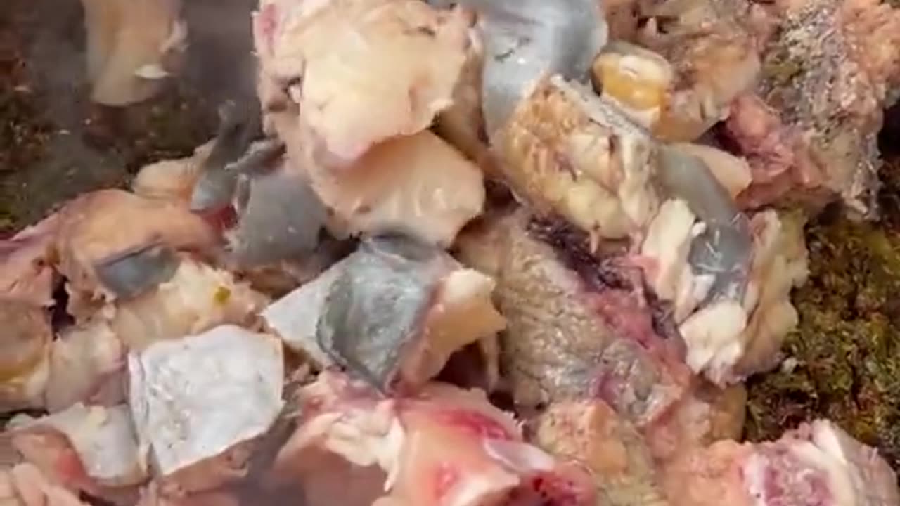 little chef has learn how to cook fish egg from mother yummy