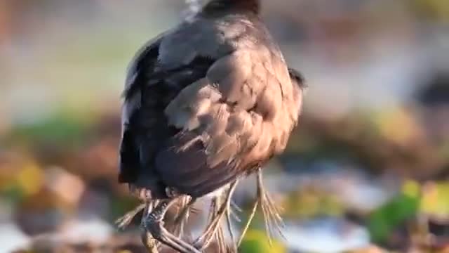 Este é um pai Jaçanã cuidando de alguns filhos.
