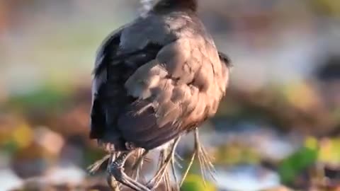 Este é um pai Jaçanã cuidando de alguns filhos.