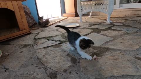 Kittens playing with snail shell are very cute