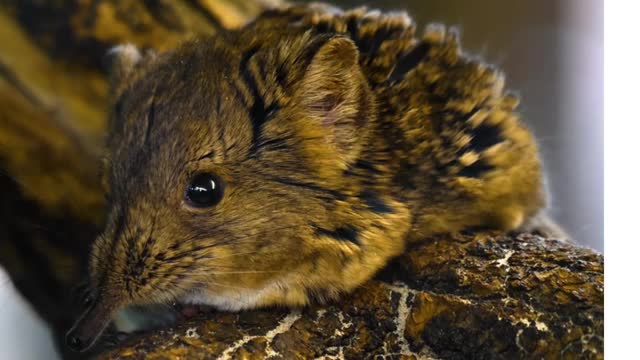 CUTE OR WILD ANIMAL? TIKUS/MOUSE #cuteanimal #cuteanimals #mouse #animals #wildlife #wildanimals