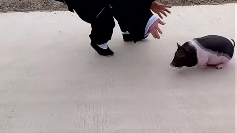 Cute Pet