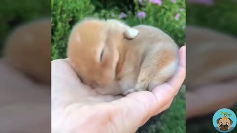 Keep a cute and cute pet cub