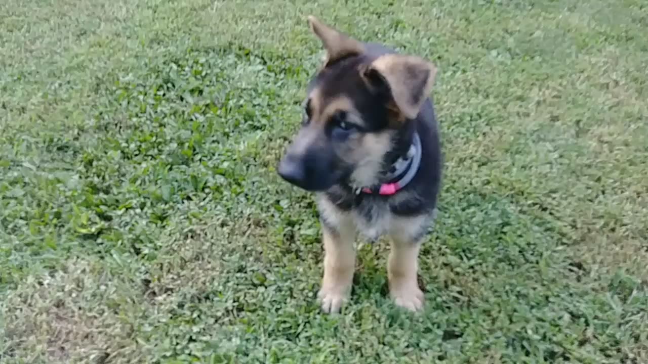 Sergeant at 11 weeks old