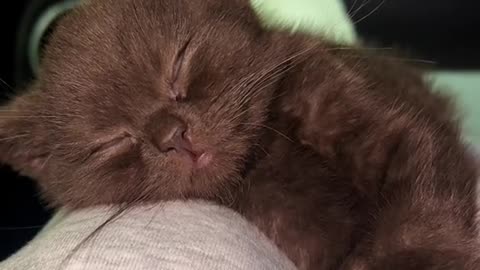 Cute kitten