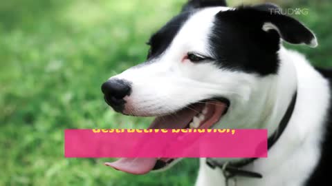 7 Signs Your Dog Is Happy
