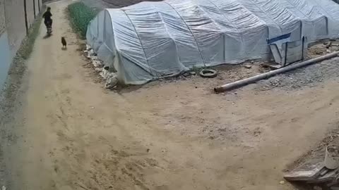 Best Funny Animal Videos of the year (2022), funniest animals ever. Relax with cute animals.