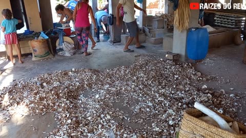 COMO A FARINHA E A GOMA DE TAPIOCA É FEITA NO BRASIL | RAIZES DO REI
