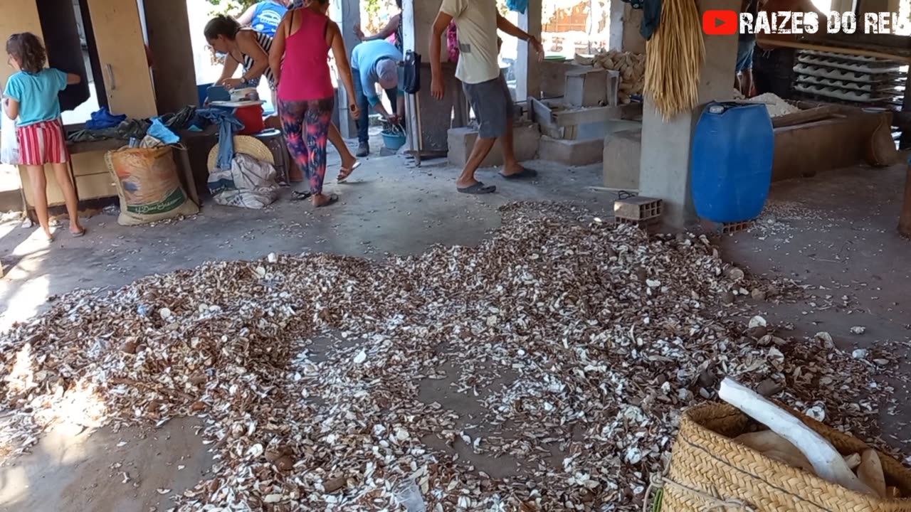COMO A FARINHA E A GOMA DE TAPIOCA É FEITA NO BRASIL | RAIZES DO REI