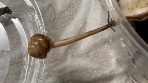 Snail bridges the gap