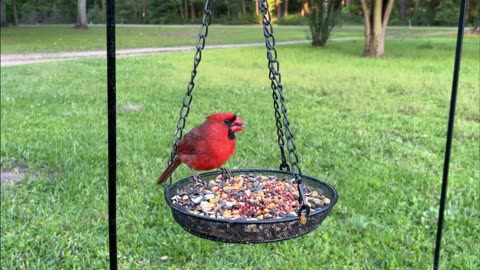 Northern Cardinal Male