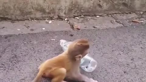 Funny monkey with funny moments girls on funny