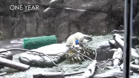 So cute..... Watch Nora the polar bear cub growing up