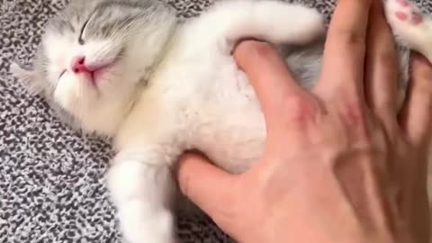 Little cute cat