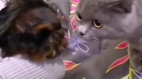 cute cat dog fight 2021 #shorts