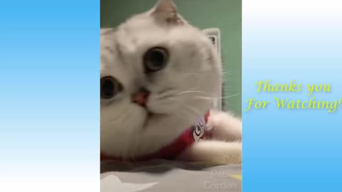 Wow So Cute ♡ Best Funny Cats and Dogs 2021