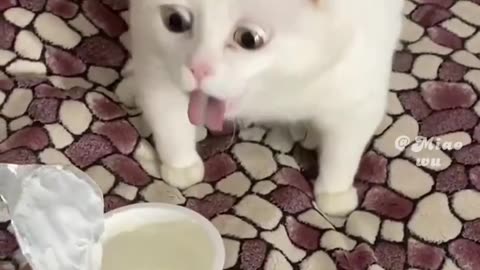 Random cat video