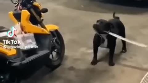 Funny Cute Dogs, Puppies, Cats..