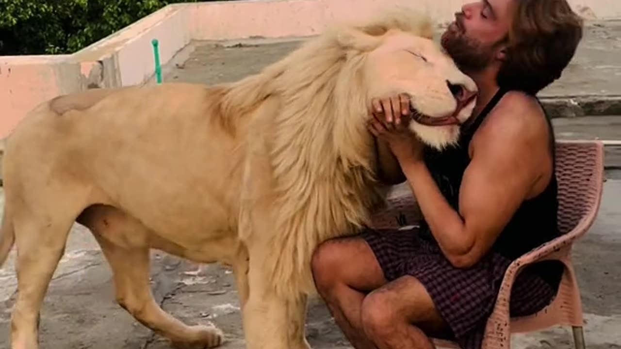 I play with my lion