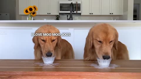 Dog Reviews Food With Son | Tucker Taste Test funny animal network of Hassan Cheema