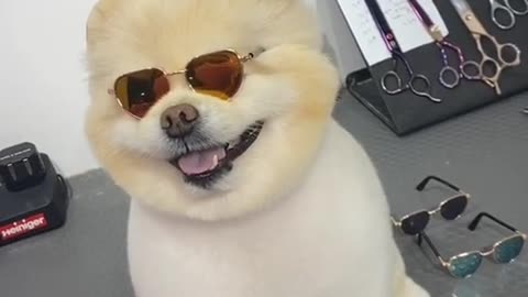 #pets #petlover #dog#doglover #cutebaby #cute #animals #lovely