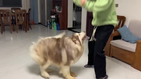 But sometimes runs around me and shouts: wom wom.