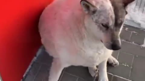 Well Fed Pooch🐶
