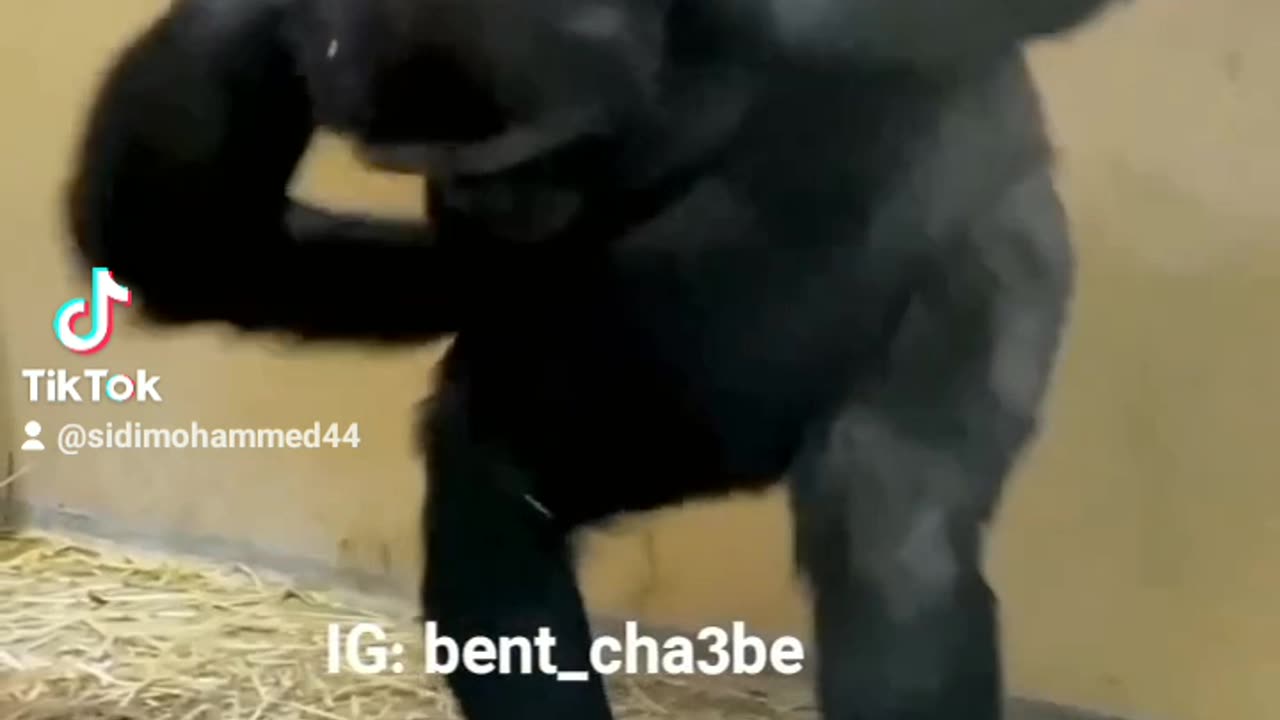 Animal