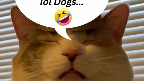 Animal top funny video