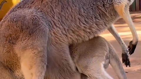 kangaroo