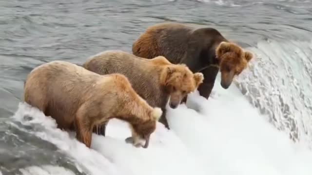 Animal catching