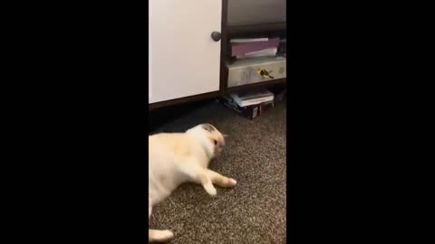 Funny cats and dogs videos