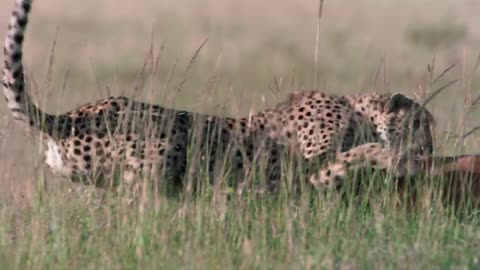 Cheetah - Fastest Running Animal