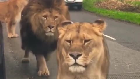 Lion